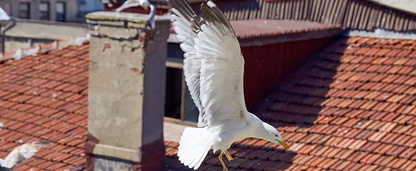 Residential Chimney Animal Removal Solution in Franconia, VA
