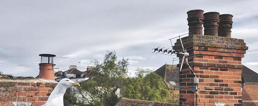 Chimney Cleaning And Restoration in Franconia, Virginia